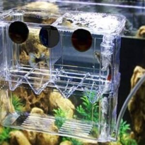 حضانة مستوردة